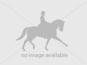 WANTED – EVENT HORSE TO PRODUCE TO GO NOVICE / INTERMEDIATE 