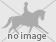Connemara ponies for sale